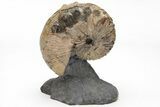 Iridescent Hoploscaphites Ammonite Fossil - Montana #209695-2
